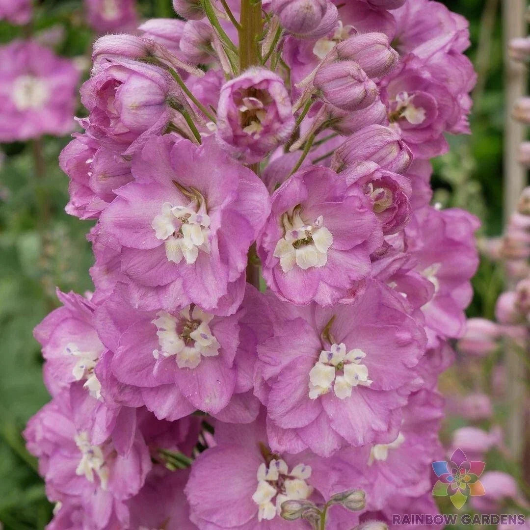 Guinevere Delphinium Seeds - 200+ Count - Perennial Blue Flowers - Delphinium elatum - USA Grown