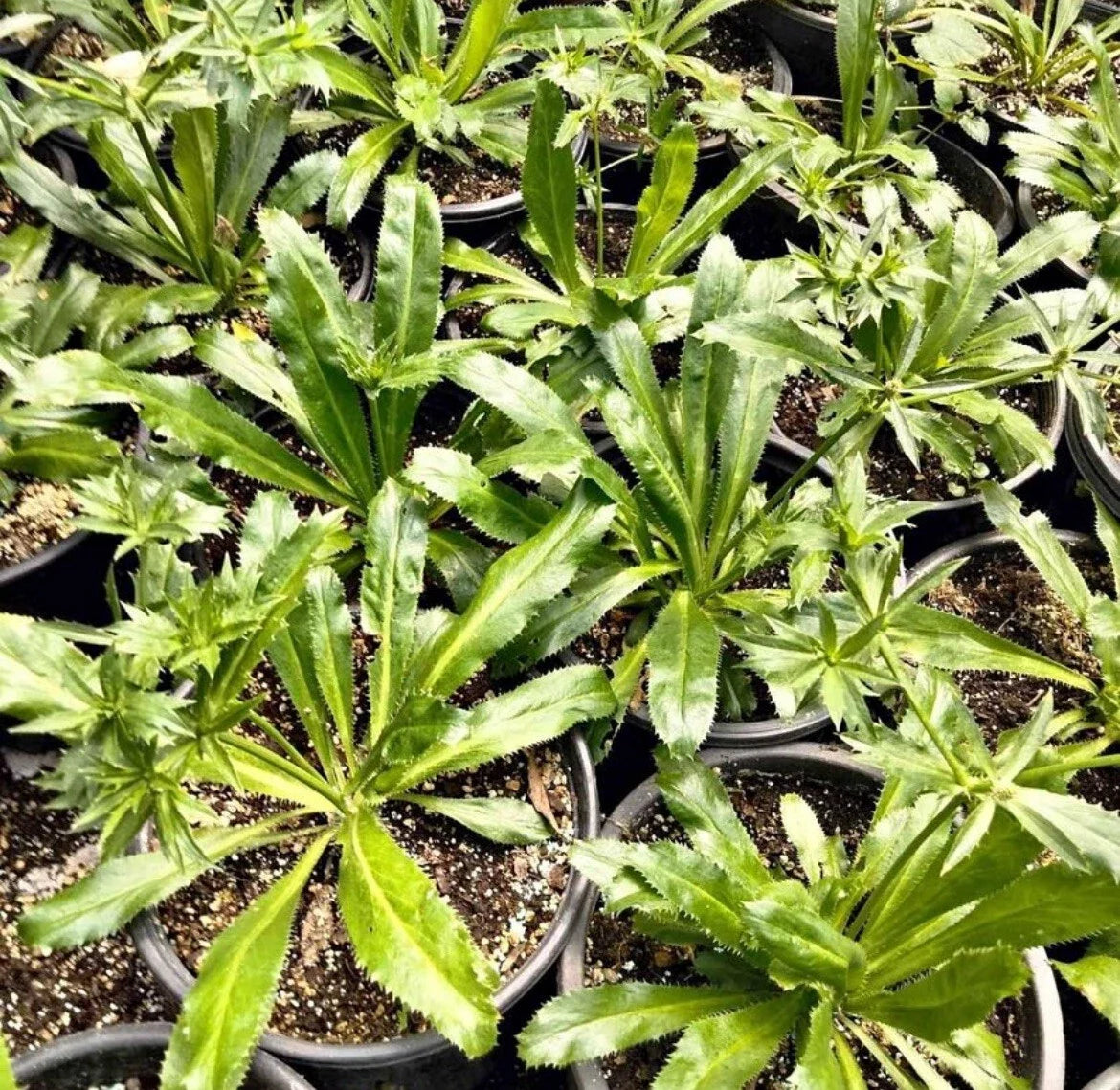 Culantro Seeds 200 Pack, Mexican Coriander, Eryngium foetidum for Gardening, Planting, Culinary Use