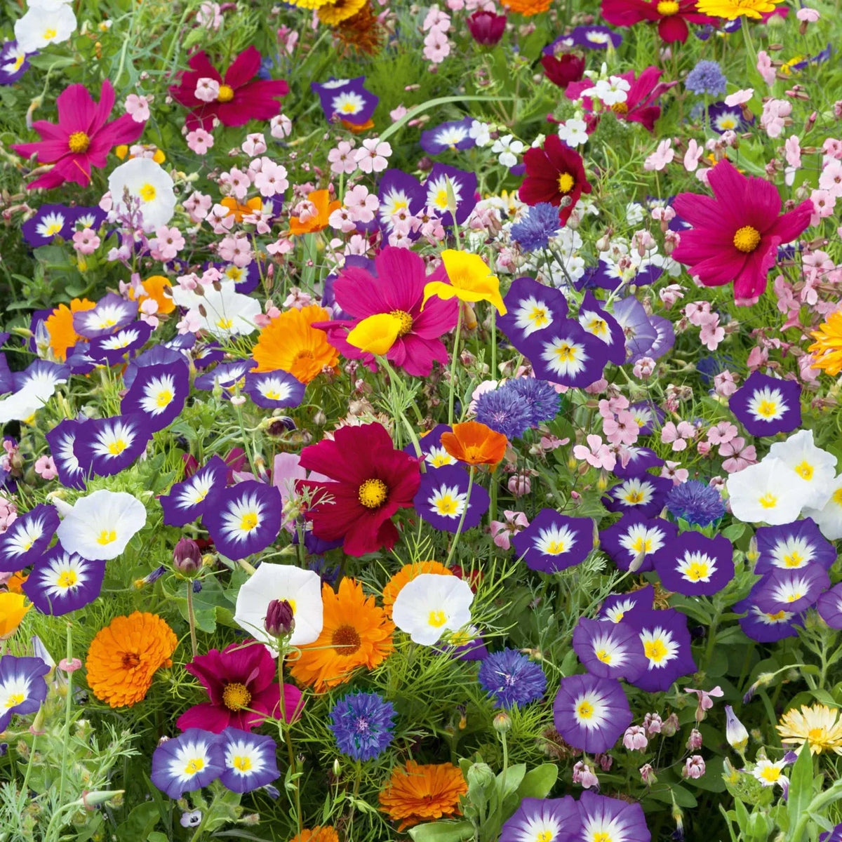 Purple Wildflower Mix Seeds - 200+ Vibrant Purple Native Flower Blend - Wildflower Seed Packet - Attracts Pollinators