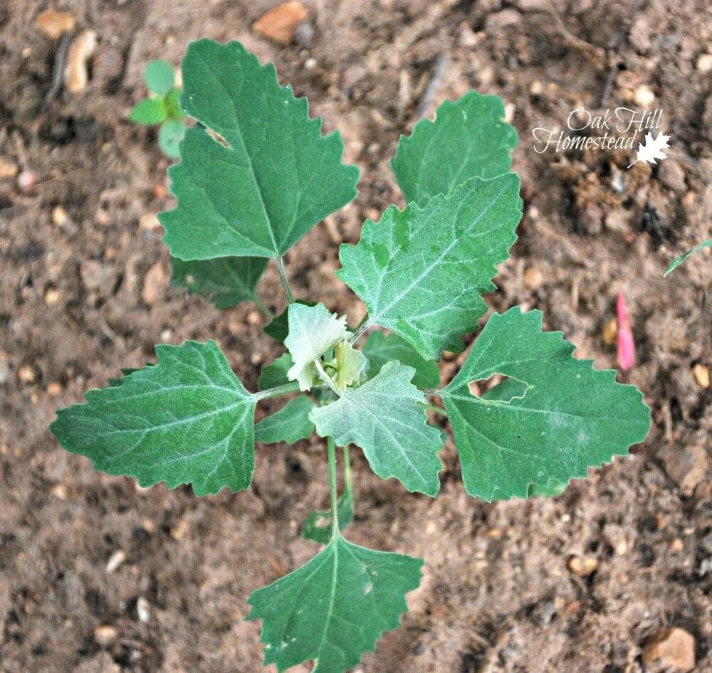 Lambs Quarter Live Plants Set of 3 - Edible Wild Spinach Pigweed - Chenopodium album - Easy to Grow, Nutritious Herbs