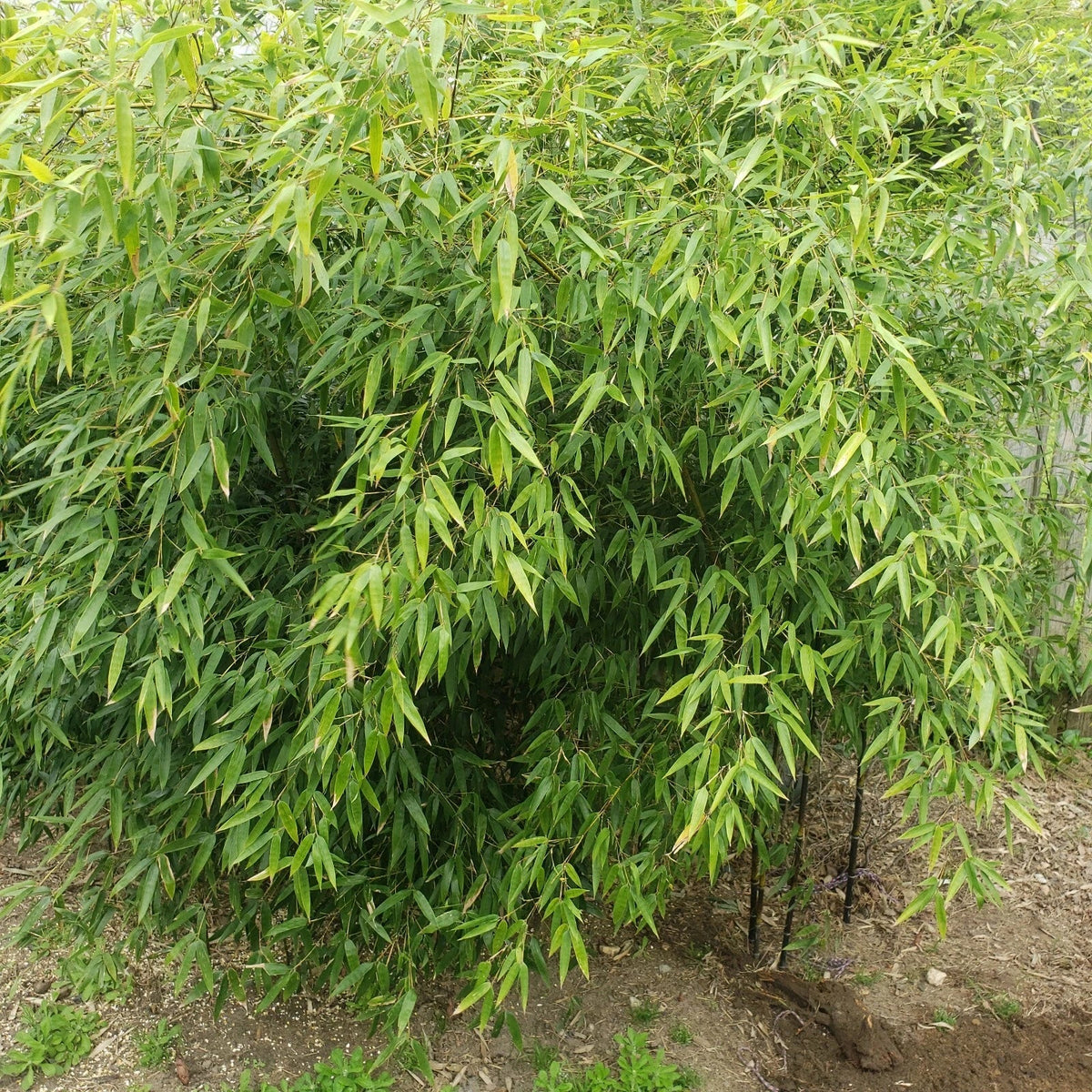 Rare Black Bamboo Cutting Plant - Rooted Cuttings - Phyllostachys nigra - Ideal for Privacy Fence and Decorative Landscaping
