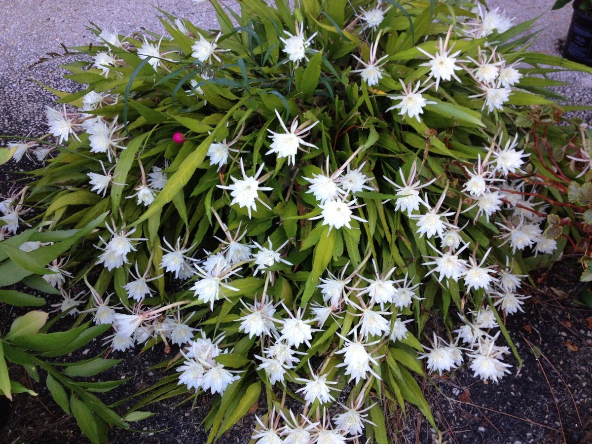 Cereus Night Blooming Cactus - Live Rooted 7-8” Fragrant Flowering Cactus (Cereus peruvianus) - Indoor Outdoor Plant