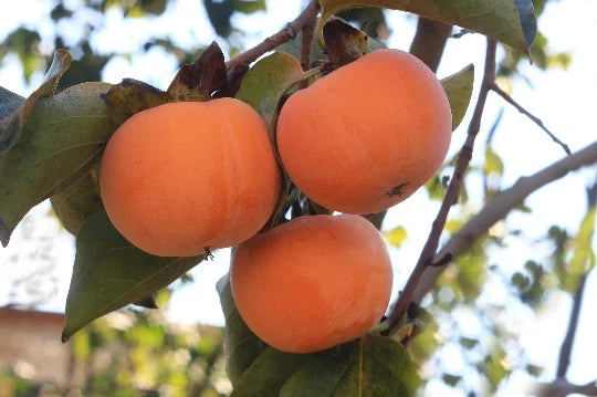 Date Plum Persimmon Seeds - 10 Pack - Diospyros lotus - Flowering Fruit Tree for Home Garden