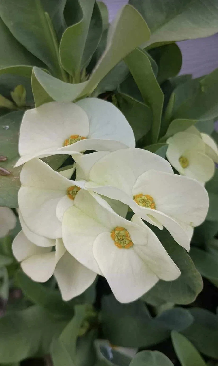 Large Flower White Crown of Thorns Cutting (1 Count, No Roots) - Euphorbia milii - Succulent Plant for Propagation