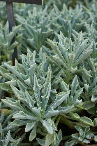 Senecio Spear Plant Cuttings 5+" Rare Succulent Kleiniformis - 3 Healthy Cuttings for Indoor/Outdoor Propagation