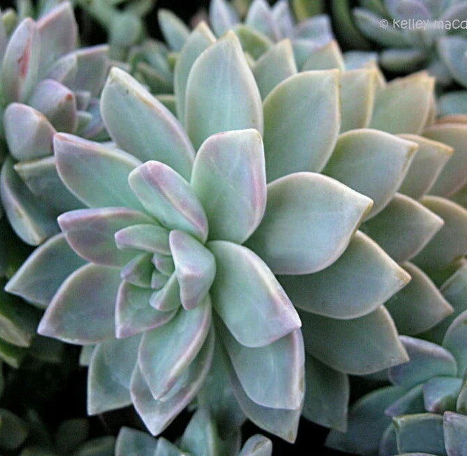 Graptopetalum Paraguayense Cuttings - 3 Unrooted Ghost Plant Succulents - 2" Diameter, Easy to Propagate, Drought-Tolerant