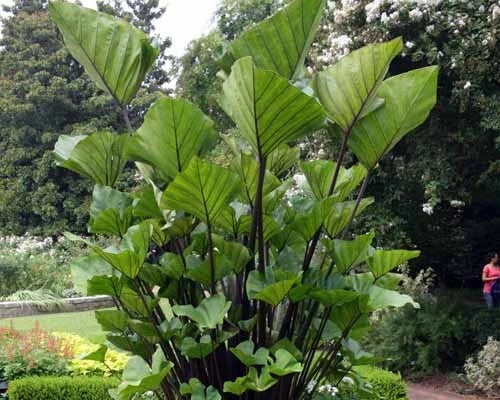 Small Rooted Starter Plant - Elephant Ear Tea Cup Variety - Colocasia esculenta - Tropical Houseplant for Home or Garden
