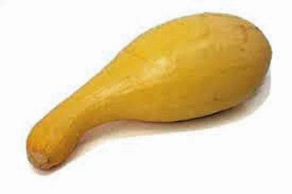 Golden Crookneck Squash Seeds, 500 Non-GMO Heirloom Seeds, Cucurbita pepo, Ideal for Home Gardens and High Yields