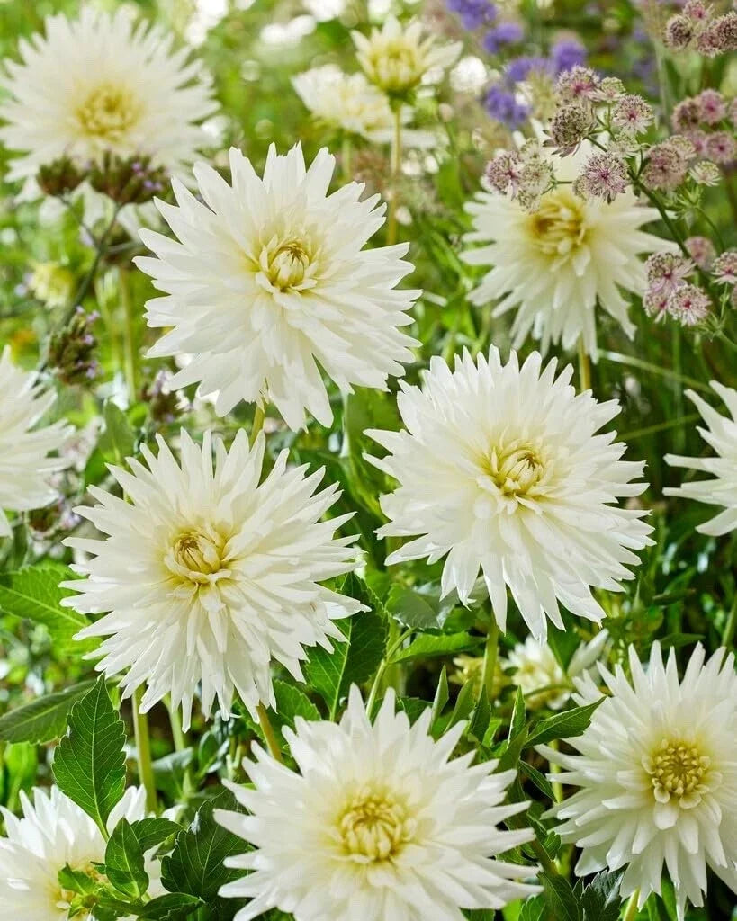 Dahlia Tubers for Planting, My Love Variety, Premium Quality, Dahlia pinnata, Pink and White Flowers