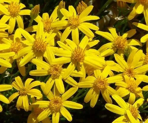 Damianita Seeds - 200 Chrysactinia Mexicana Daisy Seeds - Drought Tolerant Perennial - Yellow Flowers for Garden