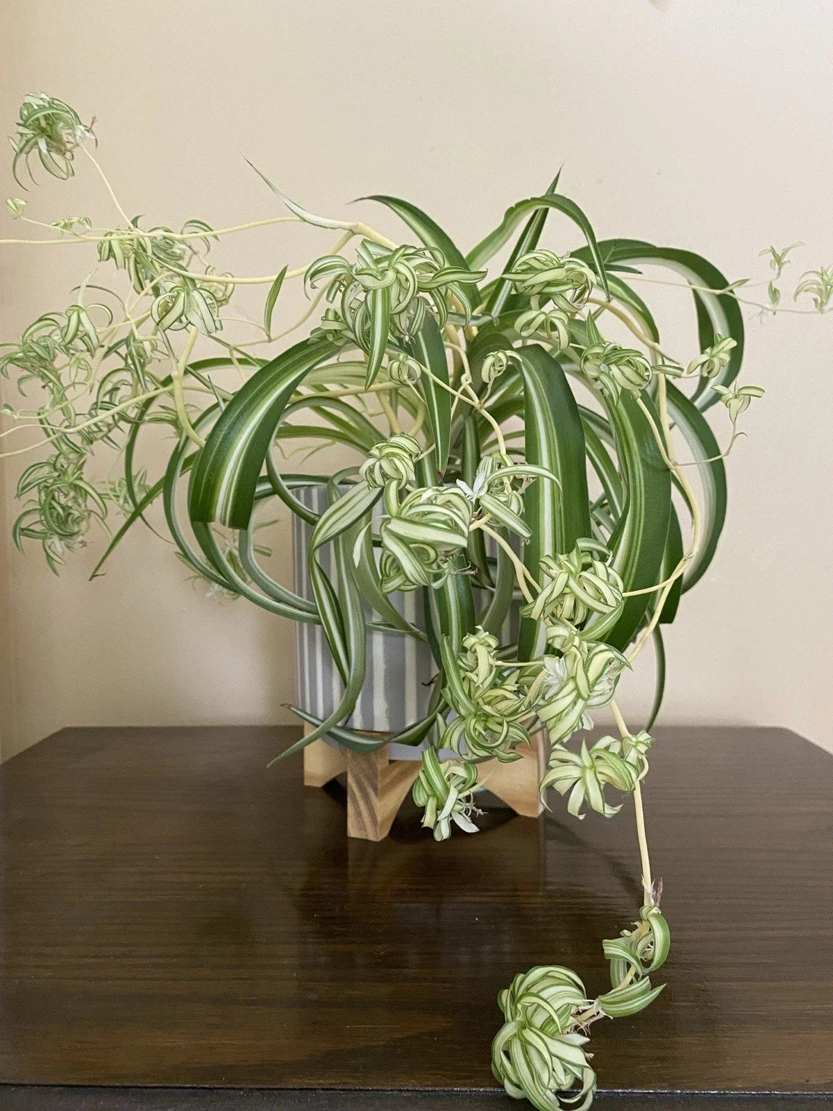 Rare Curly Spider Plant Pups - 3 Live Rooted Cuttings - Chlorophytum comosum 'Bonnie' - Unique Indoor Houseplant