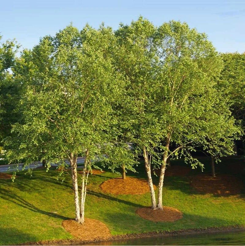 Live River Birch Tree Plant 10"-40" Betula Nigra Well Rooted 1-5 Years Old, Fast-Growing Deciduous Tree for Landscaping