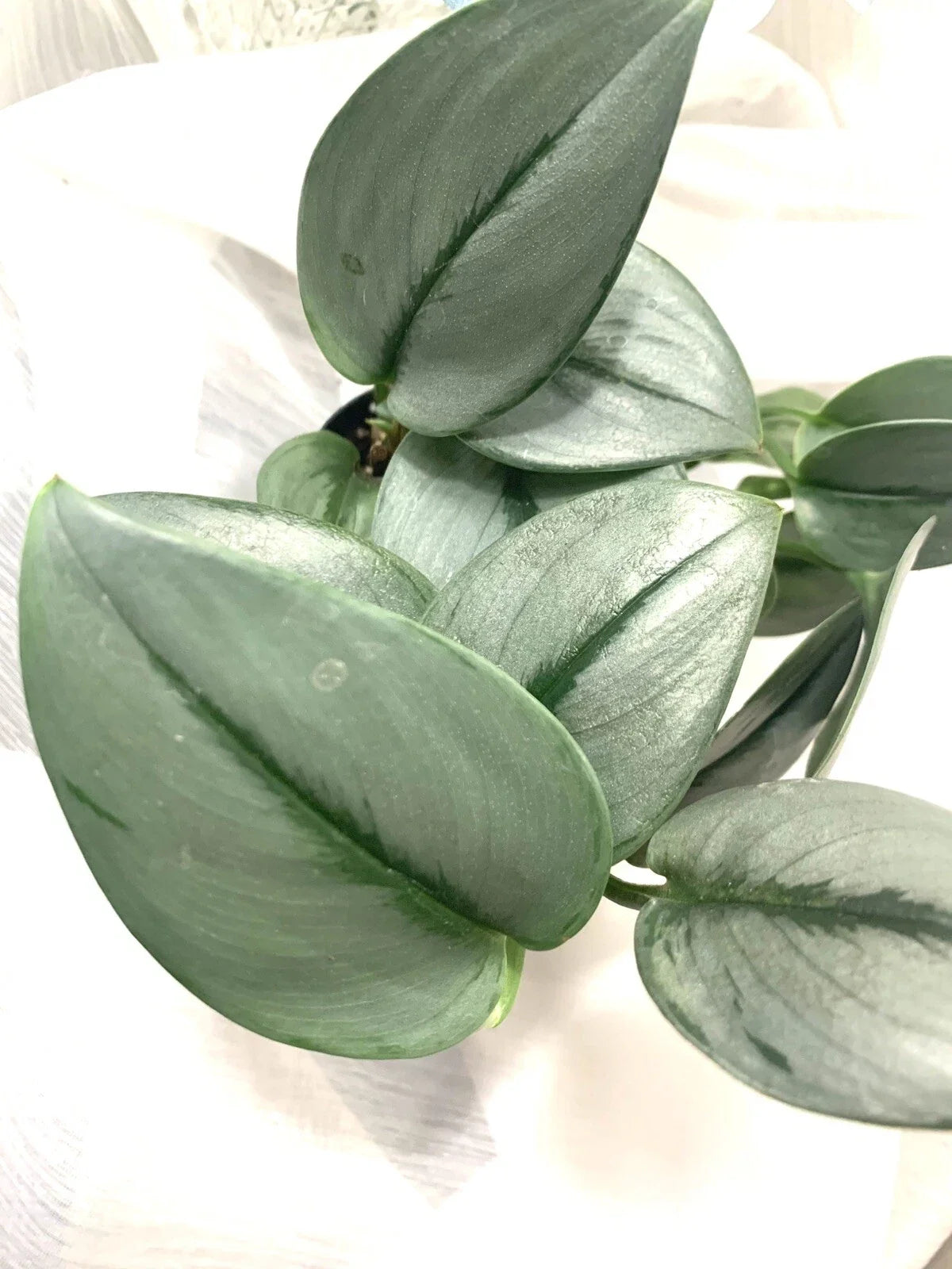 Rooted Starter Plant - Scindapsus treubii 'Moonlight' - Easy Care Indoor Houseplant - Silvery-Green Leaves
