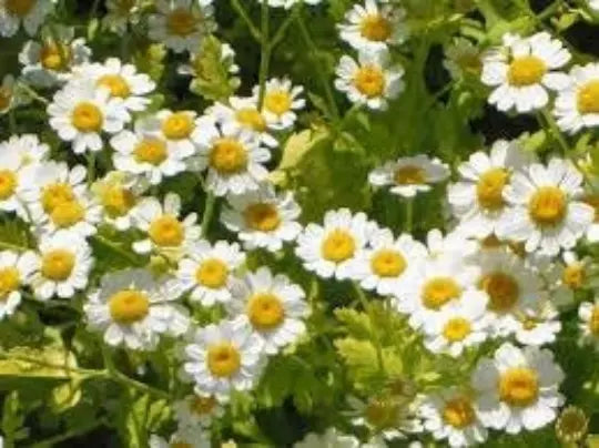 Feverfew Seeds 100 Count, Medicinal Herb, Perennial, Chrysanthemum Parthenium, Drought Tolerant, Attracts Pollinators