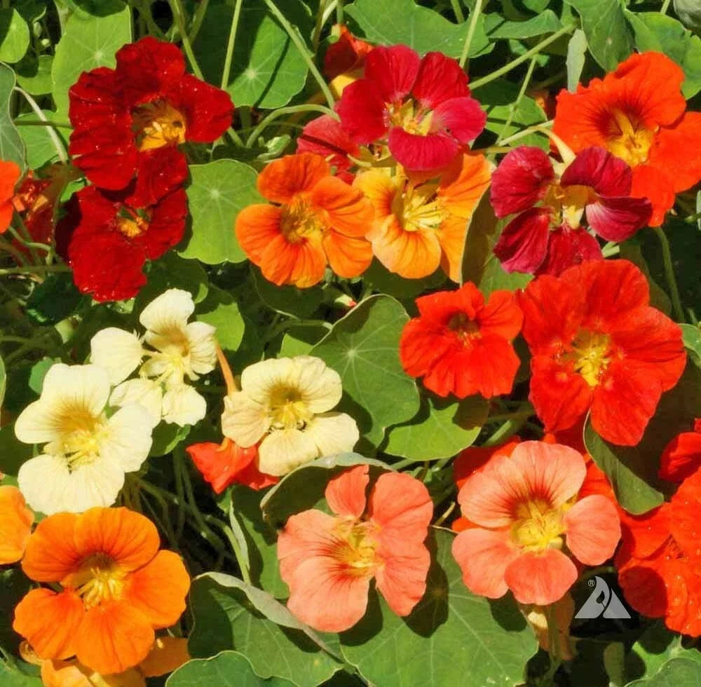 Nasturtium Seeds - 25 Pack TIP TOP Mix Dwarf Vine - Edible Red Orange Flowers - Tropaeolum majus - Non-GMO