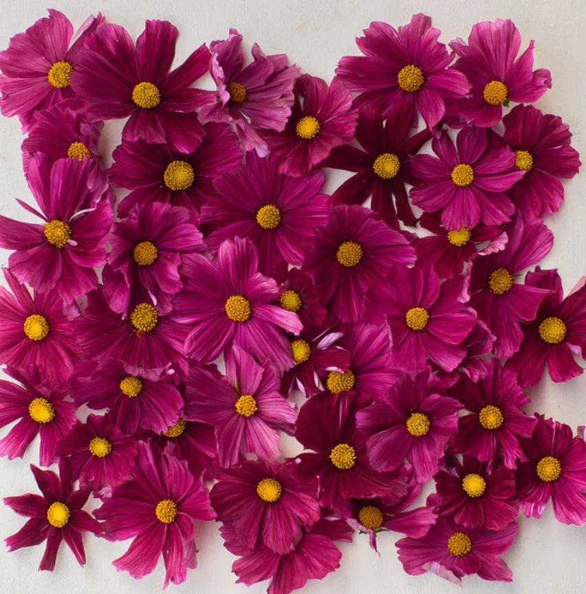 Cosmos Seeds 100 Count Dwarf RUBENZA Ruby Red Non-GMO Pollinator Attracting (Cosmos bipinnatus)
