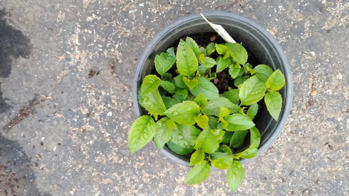 Live Granny Smith Apple Tree Seedling - Fully Rooted Plant, Malus domestica 'Granny Smith' - Ideal for Home Gardens