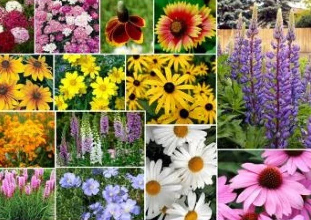 Mixed Wildflower Seeds 200 Pack - Assorted Non-GMO Wildflower Seed Mix for Garden Planting - Various Species