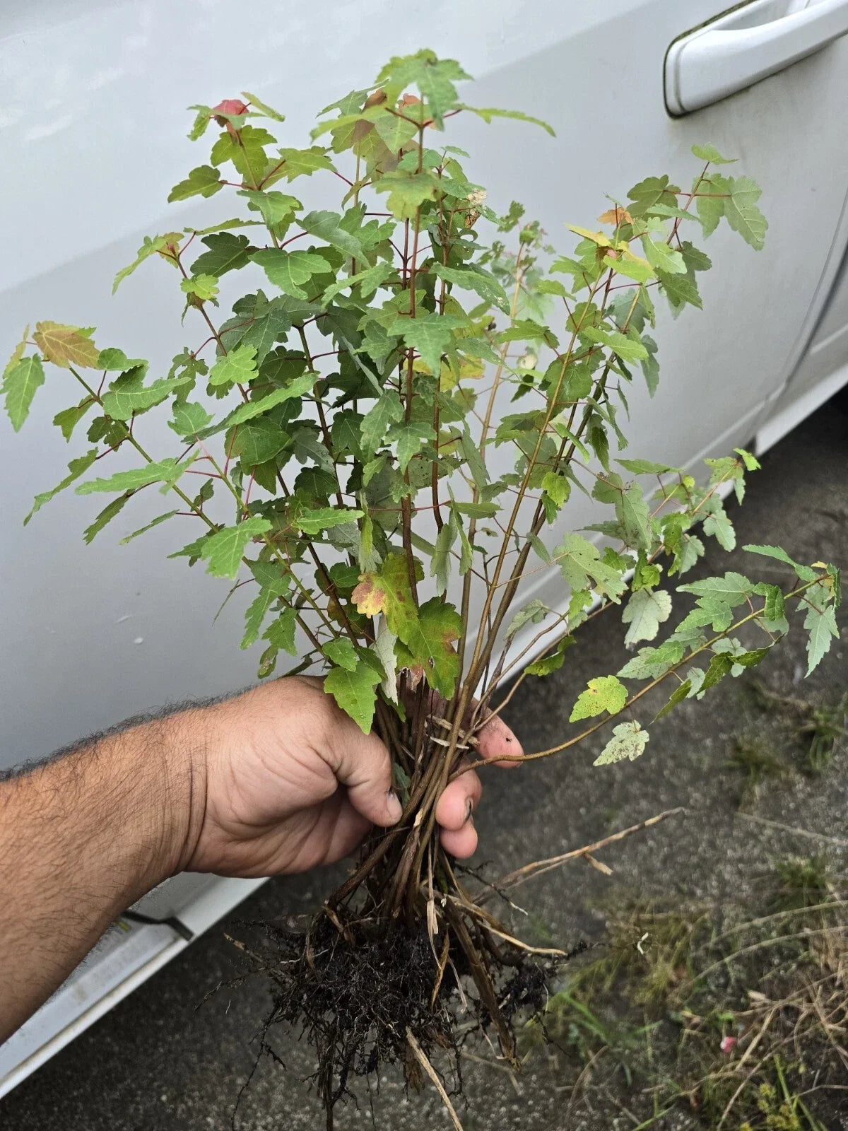 Florida Red Maple Seedlings 8"-15" Live Plants, Vibrant Red Foliage, Acer Rubrum, Ideal for Landscaping and Gardens