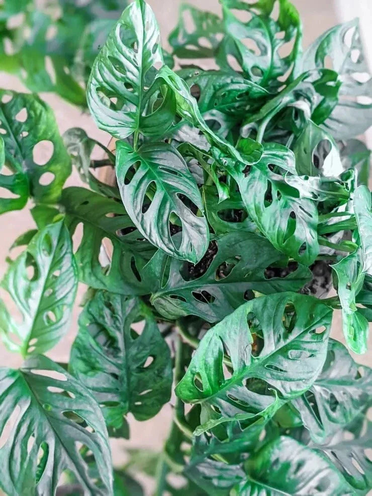 Monstera Adansonii Cuttings - 3 Swiss Cheese Plant Propagation Cuttings - Indoor/Outdoor House Plant