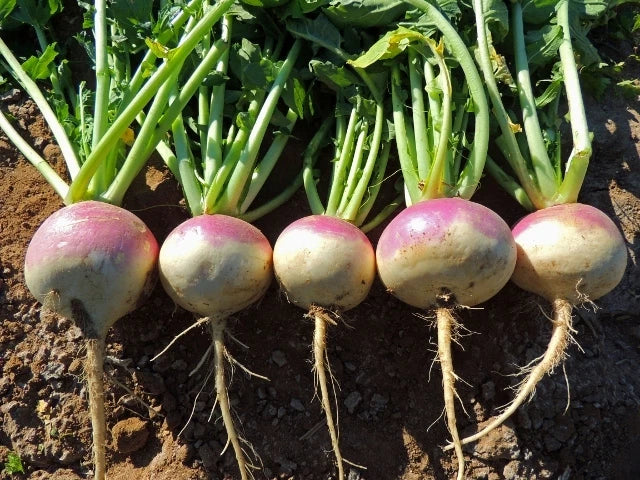 Turnip Seeds - Purple Top White Globe - Non-GMO Brassica rapa - High Germination for Home Gardening - 100 Seeds Packet