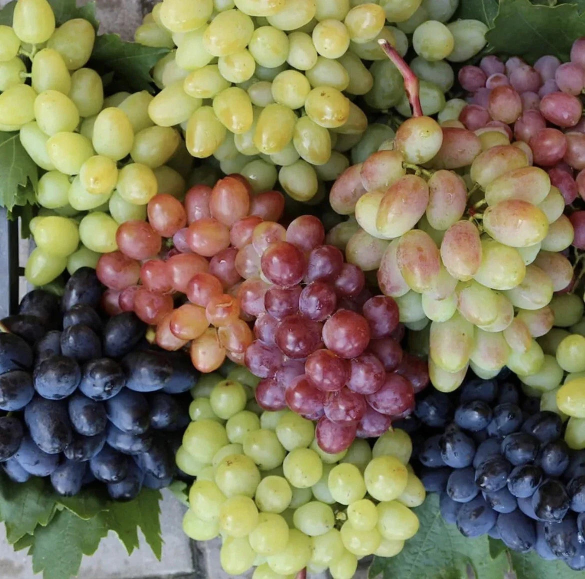 Mixed Grape Seeds - 100 Count - Organic Multicolor Wine & Dessert Variety - Vitis vinifera - Easy Grow for Home Garden