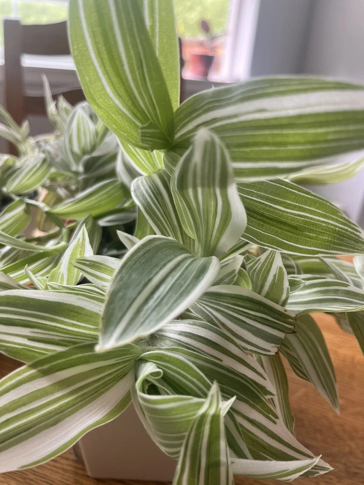 Wandering Jew Cuttings - 5 Pieces - Tradescantia Albiflora - Indoor Plant Propagation - Easy Care Houseplant