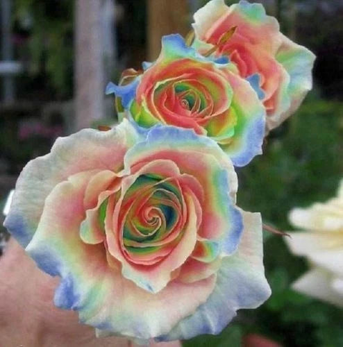 Rainbow Rose Seeds - 10 Perennial Flower Seeds - Multicolored Blooms - Rosa spp. - US Seller - Easy to Grow Gardening