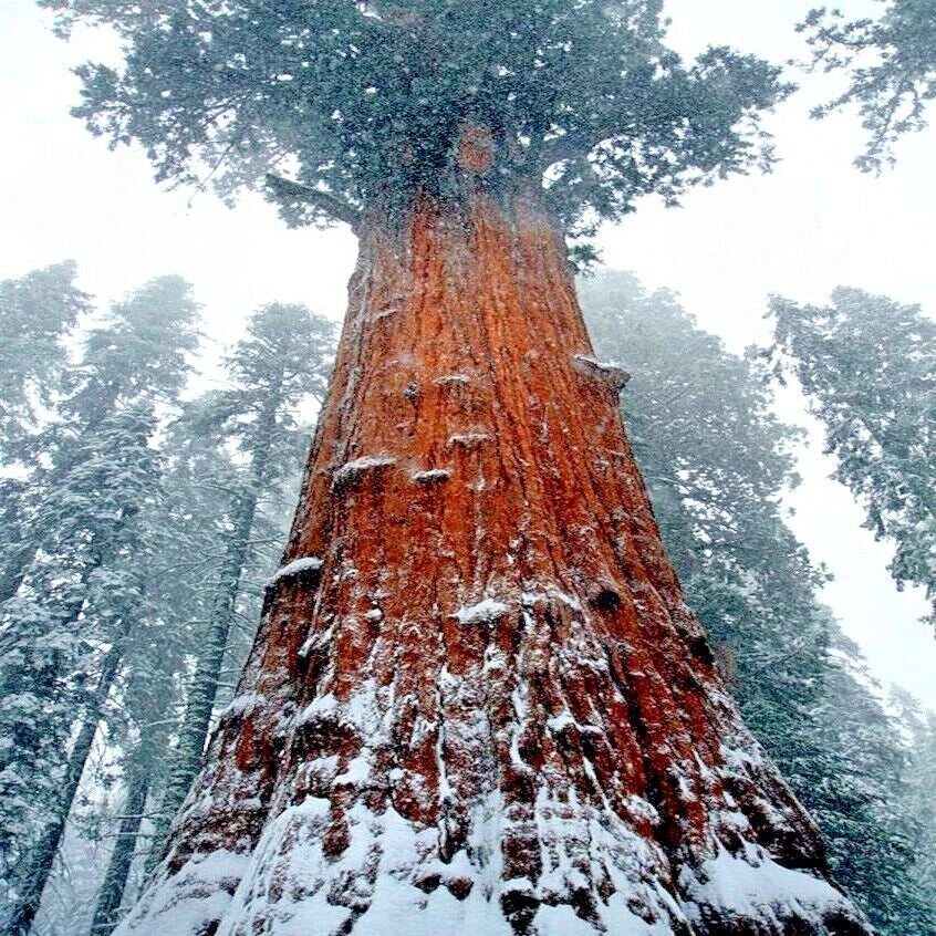 California Coast Redwood Seeds - Giant Sequoia Bonsai - Sequoiadendron giganteum - 10 Organic Seeds for Home Gardening