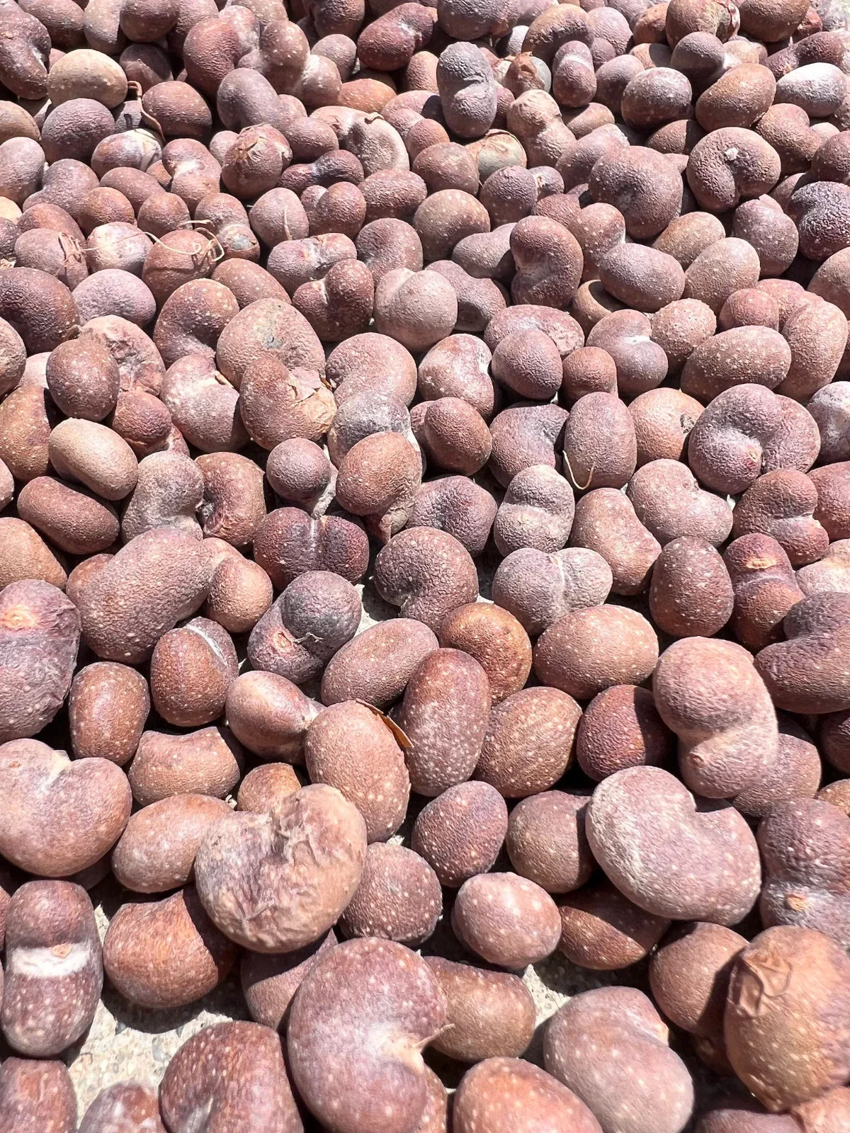 African Baobab Seeds - 10 Pack - Adansonia Digitata - Drought-Tolerant Ornamental Tree Seeds - Unique Garden Addition