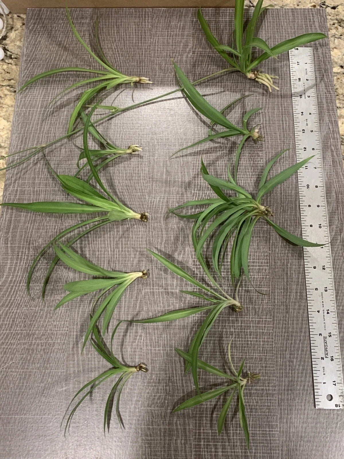 Spider Plant Starter Pack - 10 Ready-to-Root Plants - Easy Care Indoor Air Cleaner - Chlorophytum comosum