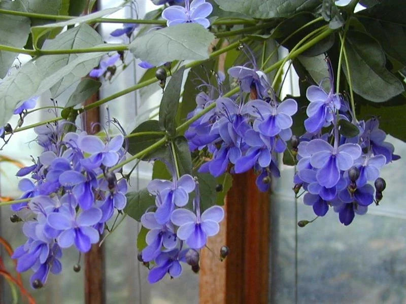 Blue Butterfly Bush Starter Plant, Rooted Blue Wings, Clerodendrum ugandense - Attracts Butterflies, Vibrant Blooms