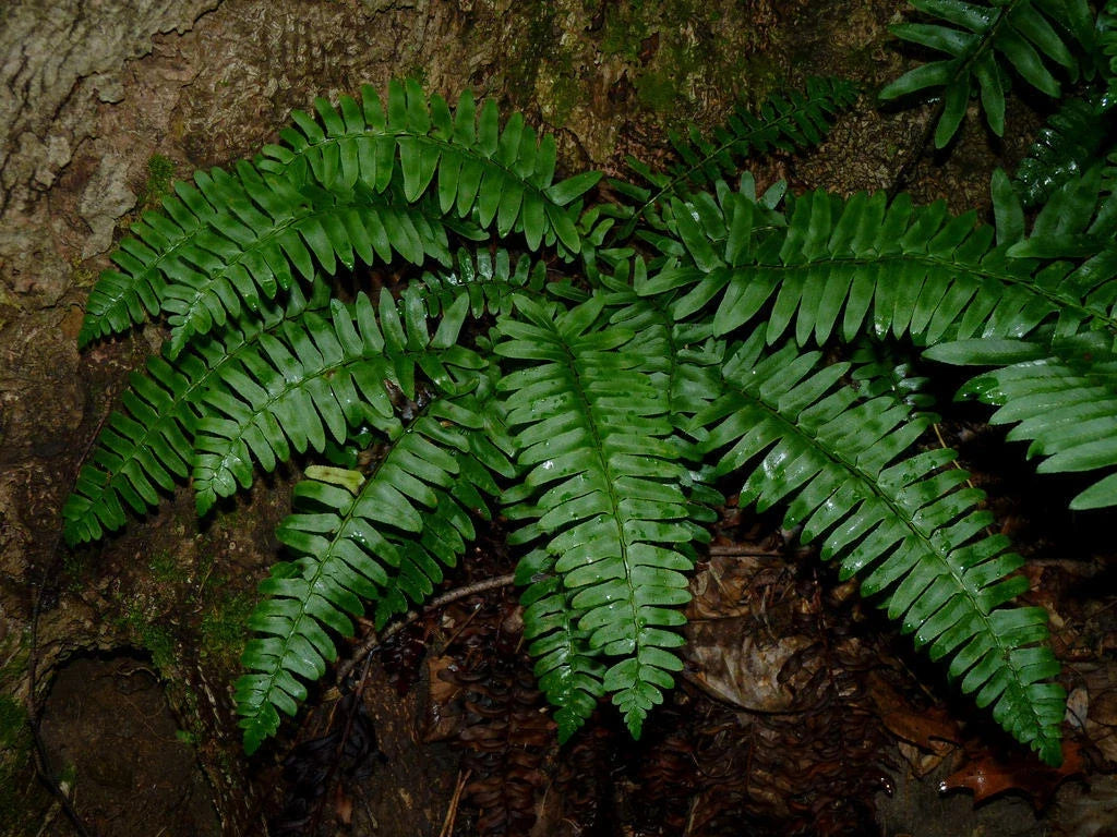 Christmas Fern Bare Root Plants 3 Pack - Polystichum Acrostichoides for Shade Gardens, Evergreen Fronds, Natural Landscaping