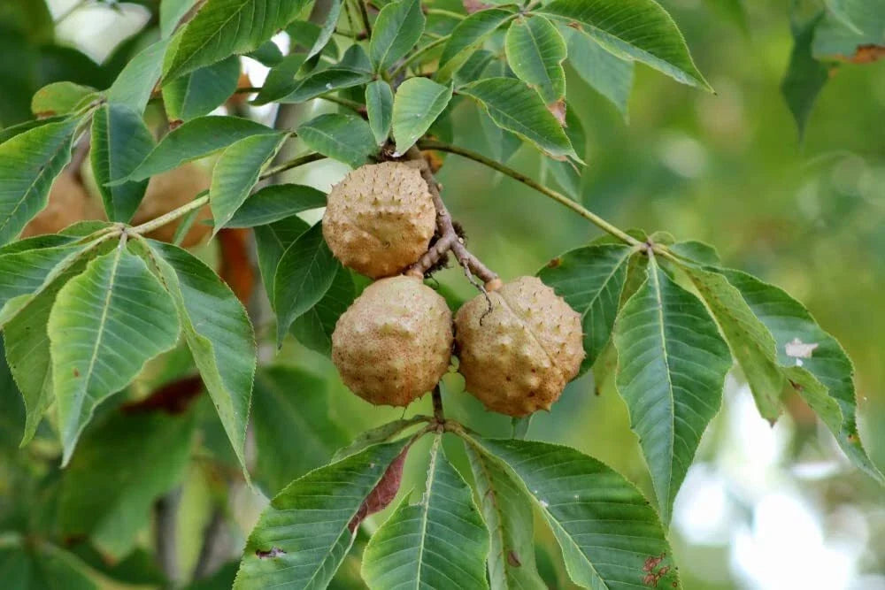 Buckeye Tree Seeds, 2 Pack, Ohio State Tree, Aesculus glabra, Easy to Grow, Attracts Wildlife, Ideal for Gardens