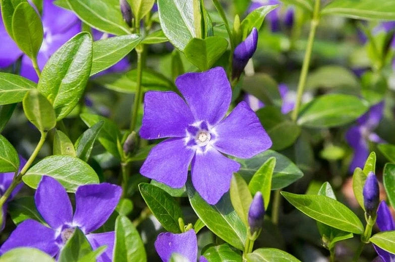 Periwinkle Plants - Ground Cover - 20+ Varieties - Vinca Minor - Live Plants Ready to Plant