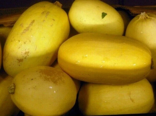 Spaghetti Squash Seeds 20 Ct Heirloom Cucurbita pepo Non-GMO Winter Vegetable Garden - USA Grown