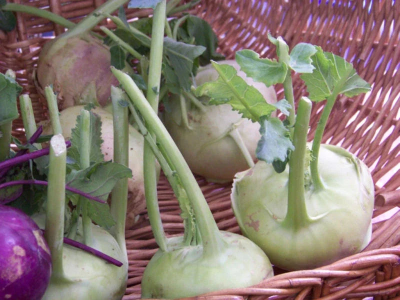 Kohlrabi Seeds 400 Count - Early White Vienna Variety - Brassica oleracea - Non-GMO Heirloom Vegetable Gardening