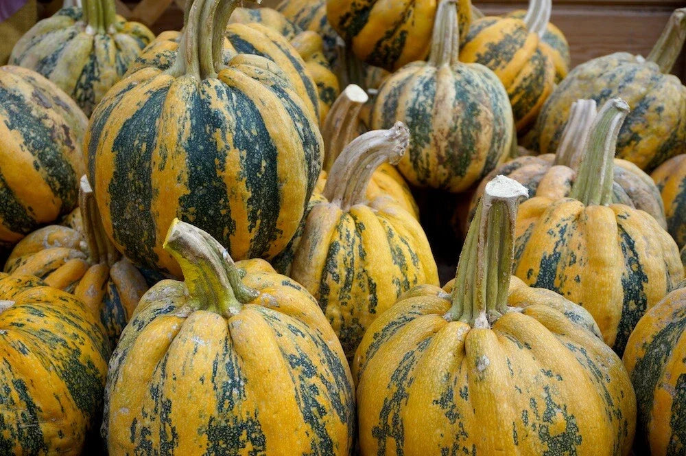 American Tondo Squash Seeds - Heirloom Vegetable Seeds - Cucurbita pepo - Non-GMO, Easy to Grow, Round Squash for Cooking