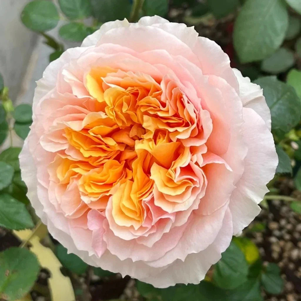 Impressionist Climbing Rose Cuttings - Everblooming Huge Blooms - 4 Live Plant Cuttings - Rosa 'Impressionist'