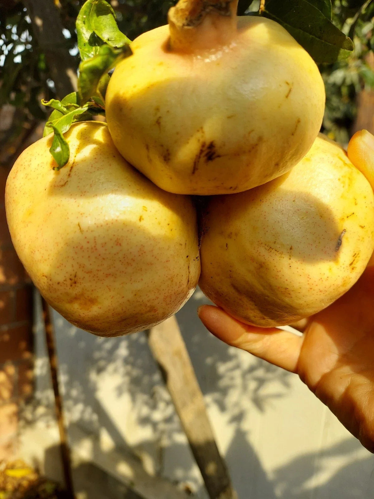 Rare Organic White Pomegranate Cuttings - 10 Premium Propagation Cuttings - Punica granatum - Ideal for Home Gardens