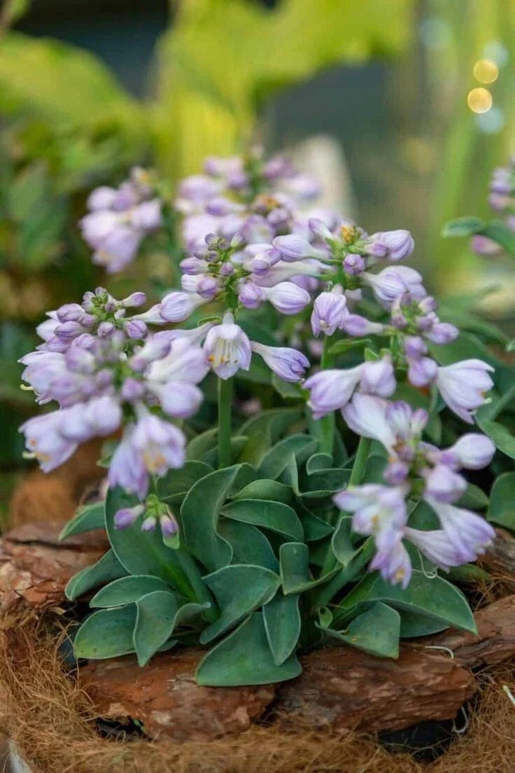 Blue Mouse Ears Hosta Live Plant 4" Pot - Miniature Perennial with Blue-Green Leaves, Hosta sieboldiana