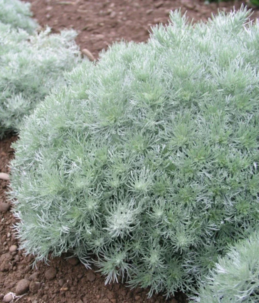 Artemisia Plant Silver Mound Potted Perennial Ground Cover, Artemisia schmidtiana, Drought-Tolerant Silver Foliage