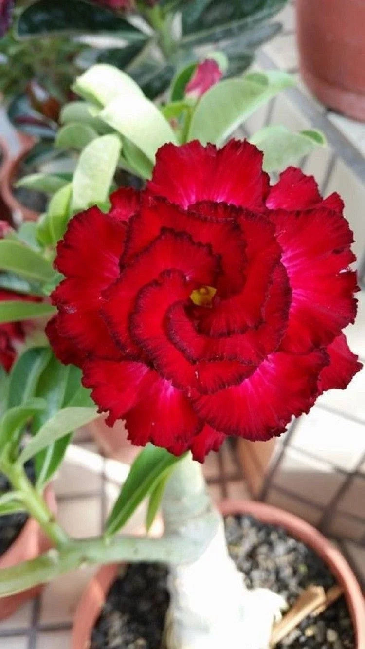 Desert Rose Seeds - 4 Red Black Tips - Adenium Obesum - Exotic Perennial Flower Seeds for Garden and Container Planting