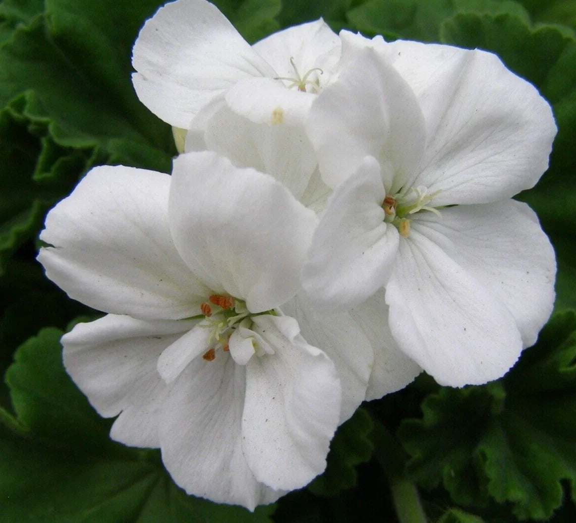 Geranium Cuttings 3 Pack Unrooted White Pelargonium Zonal Live Flower Plant for Easy Propagation and Garden Beauty