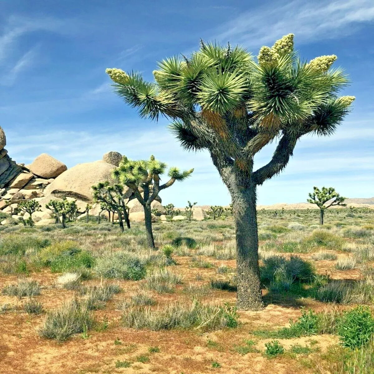 Joshua Tree Seeds - Pack of 10 - Rare Yucca brevifolia - Drought-Resistant Cacti for Desert Gardens and Xeriscaping