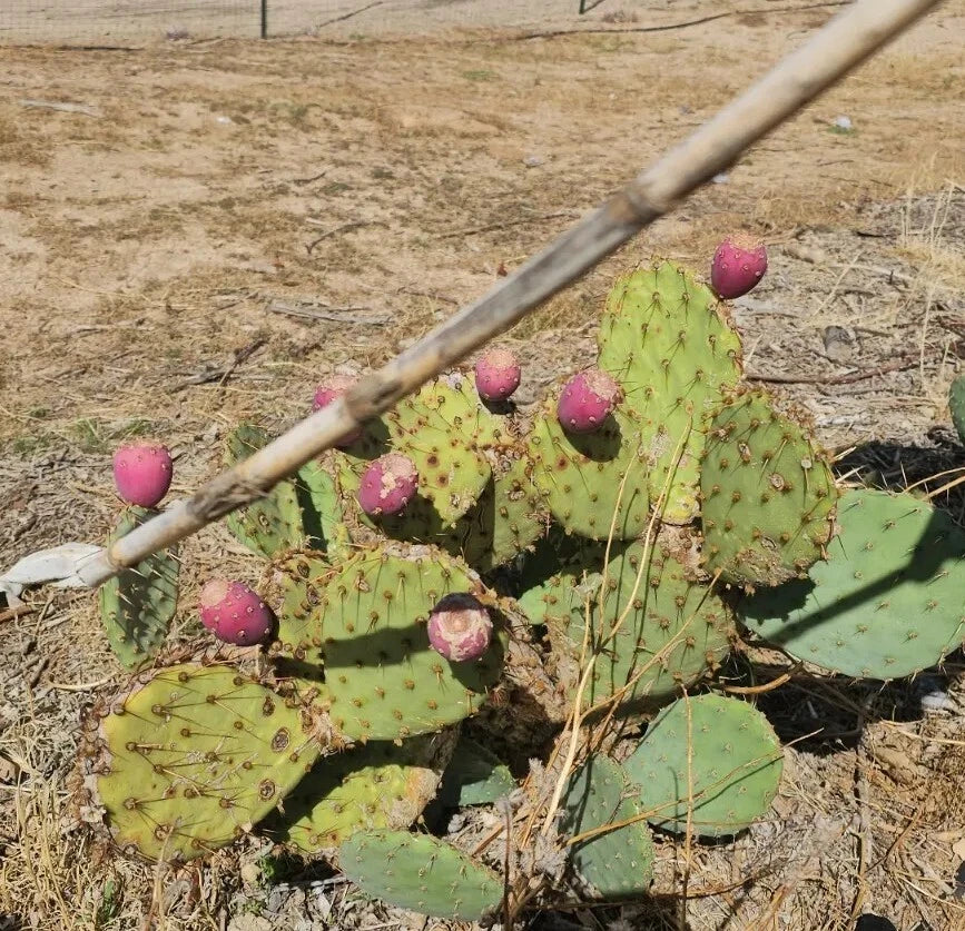 Desert Prickly Pear Cactus Pads - 2 Pack, Cold Hardy Opuntia Phaeacantha, Tolerates -20°F, Easy Care Cactus for Gardens