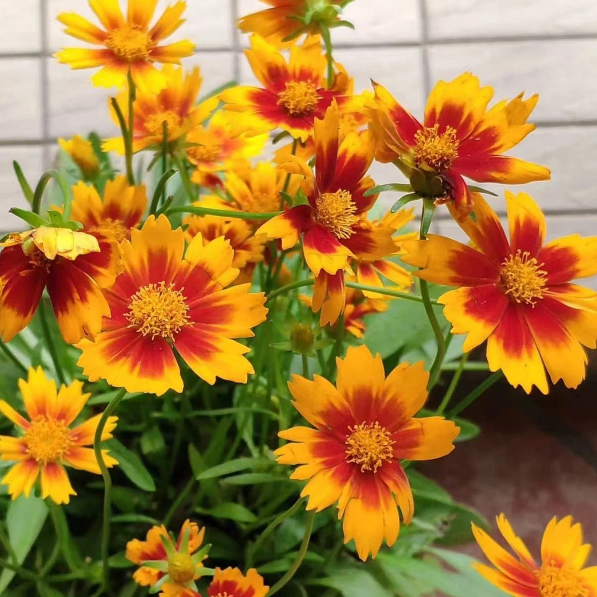 Coreopsis Seeds - 100 Count - Plains Coreopsis - Coreopsis tinctoria - Easy-Grow Wildflowers for Summer Blooms