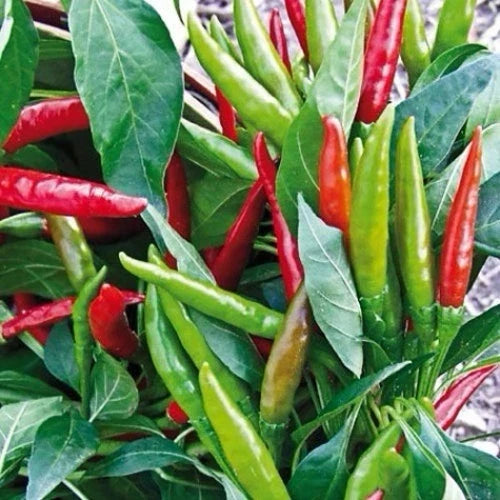 Thai Hot Pepper Seeds 50+ Heirloom Non-GMO Capsicum annuum for Spicy Dishes - USA Seller, Free Shipping