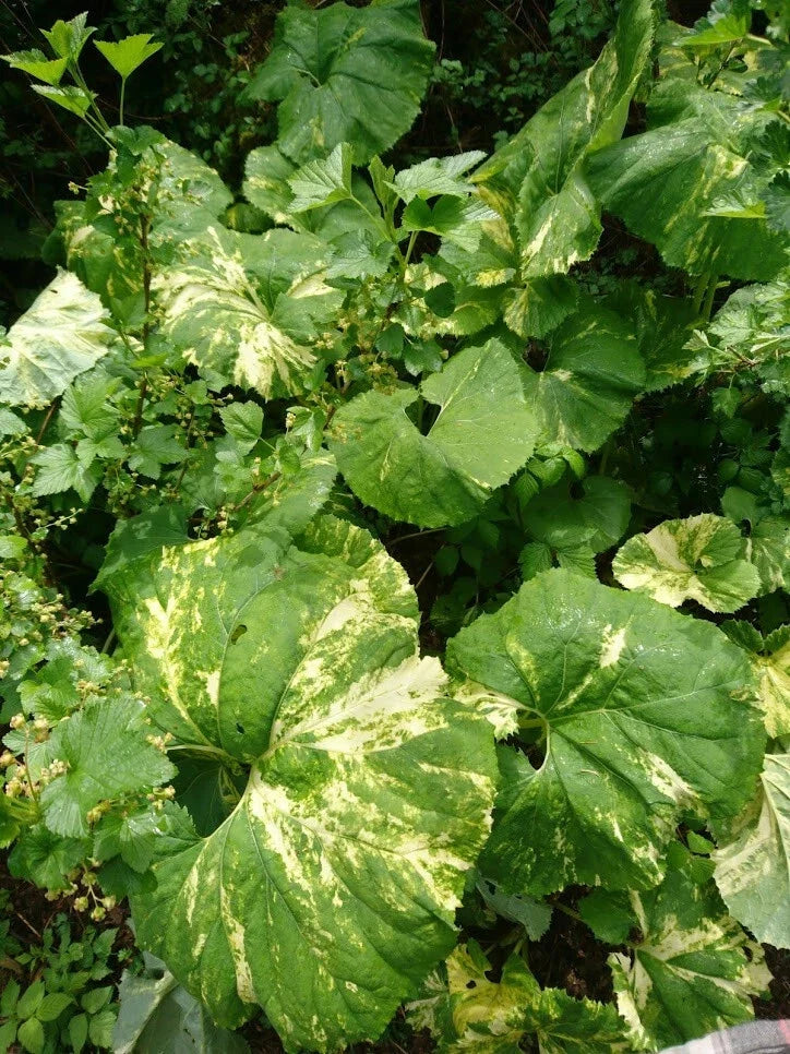 Variegated Japanese Fuki Plant - Established Green & White Leaves - Petasites japonicus 'Variegatus' - Perfect for Shade Gardens