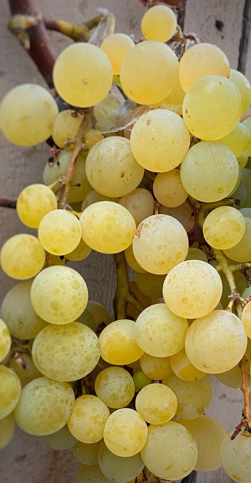 Golden Muscat Grape Cuttings - 4 Healthy 2-3 Node Cuttings for Grafting - Vitis vinifera 'Muscat' - Sweet Aromatic Fruit